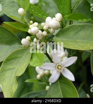 Arancione, Citrus sinensis, ist eine exotische Frucht die auch getrocknet als Duftgeber verwendet wird. Arancione, Citrus sinensis, è un frutto esotico che Foto Stock