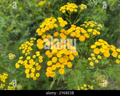 Rainfarn, Tanecetum vulgare ist Heilpflanze mit schoenen gelben Blueten. Tanny, Tanecetum vulgare è una pianta medicinale con bellissimi fiori gialli. Foto Stock