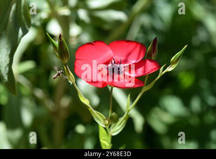 Roter Lein, Linum grandiflorum, einjaehrige Sommerblume mit leuchtend roten Blueten. Lino rosso, Linum grandiflorum, fiore estivo annuale con ruscello luminoso Foto Stock