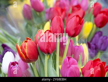 Primo piano su mazzi di tulipani colorati vicini avvolti in plastica trasparente. Rosso, viola, giallo e bianco. Foto Stock
