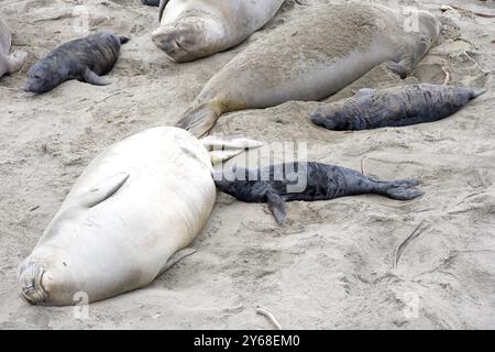 Primo piano di mamma e cuccioli di elefante foca trasportati su una spiaggia nel nord della California. Piedras Blancas Rookery. Cucciolo seduto accanto alla madre che allatta Foto Stock