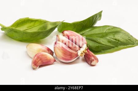 Foglie di basilico (Ocimum basilicum) e spicchi d'aglio su sfondo bianco Foto Stock