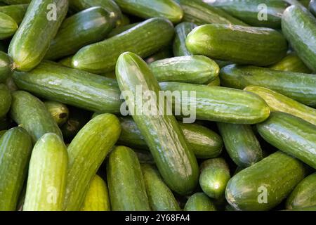 Cetrioli appena raccolti accumulati in esposizione per la vendita al mercato agricolo. Foto Stock