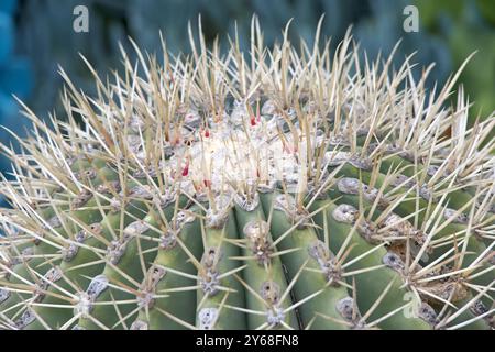 Primo piano su Ferocactus pottsii, un cactus solitario con germogli verdi sferici o corti. Foto Stock