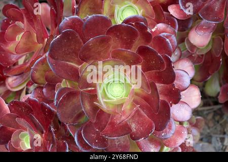 Primo piano su Clusters of Blushing Beauty Aeonium Succulents, stretti gruppi di rosette di foglie verdi tinto di rosso su brevi gambi spessi. Foto Stock