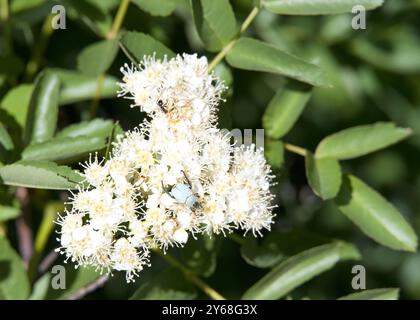 Primo piano su una Hoplia argentea, una specie di scarabeo appartenente alla sottofamiglia Melolonthinae. Su fiori bianchi. Foto Stock