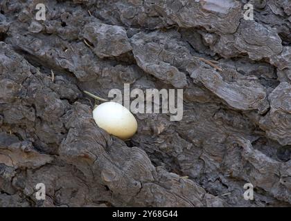 Primo piano su funghi selvatici che crescono nel tronco di pino caduto. Neolentinus ponderosus, comunemente noto come il sawgill gigante, o lentino ponderoso. Aradu Foto Stock