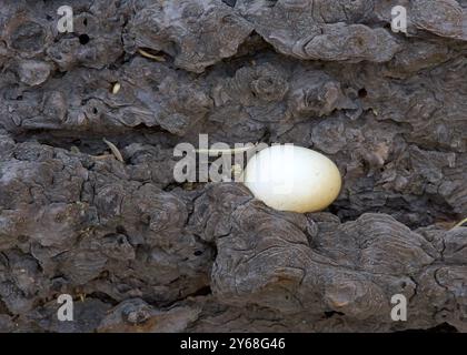 Primo piano su funghi selvatici che crescono nel tronco di pino caduto. Neolentinus ponderosus, comunemente noto come il sawgill gigante, o lentino ponderoso. Aradu Foto Stock