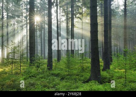 Raggi del sole e nebbia nella foresta di abeti rossi, sole che splende attraverso i tronchi degli alberi, Huertgenwald, Renania settentrionale-Vestfalia, Germania, Europa Foto Stock