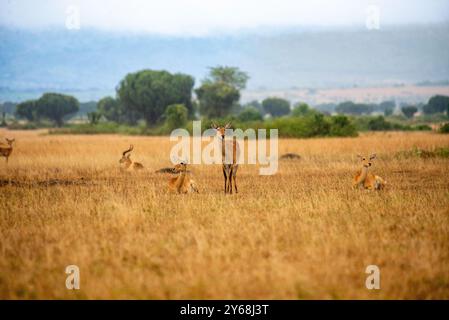 Uganda Kobs nel Queen Elizabeth National Park Foto Stock