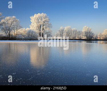 Laghetto semi-ghiacciato in inverno, braccio del Saale, alberi con neve e paraspruzzi sulla riva, cristalli di ghiaccio in primo piano, bassa valle del Saale nat Foto Stock