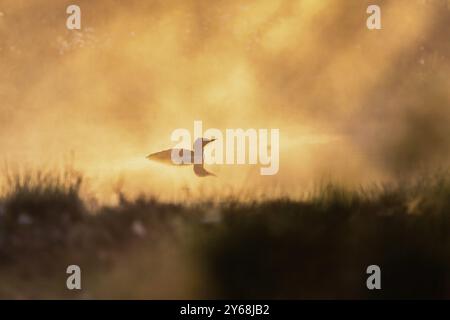 loon dalla gola rossa (Gavia stellata) che nuota in una macchia solare sul lago paludoso nella nebbia mattutina, Svezia, Europa Foto Stock