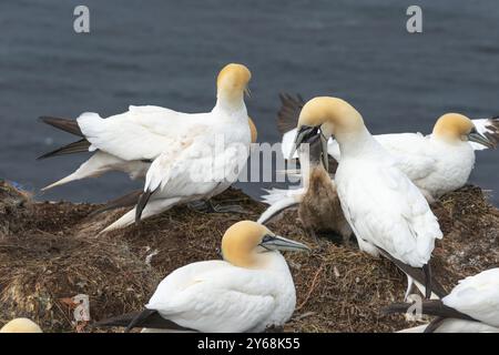 Nidificazione di gannetti (Morus bassanus) sulle scogliere di arenaria rossa dell'isola al largo di Helgoland, nutrendo un giovane uccello, piumaggio, becco, scogliera Foto Stock