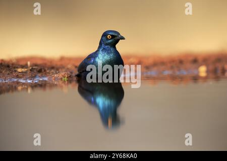 Starling lucida con spalle rosse (Lamprotornis nitens), adulti, in acqua, bagni, Parco nazionale Kruger, parco nazionale di Kruger, parco nazionale di Kruger Foto Stock