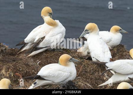 Nidificazione di gannetti (Morus bassanus) sulle scogliere di arenaria rossa dell'isola al largo di Helgoland, nutrendo un giovane uccello, piumaggio, becco, scogliera Foto Stock