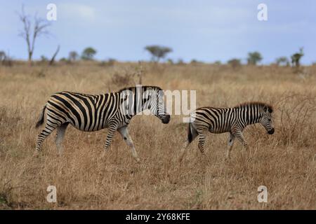 Zebra di Burchell (Equus quagga burchelli), zebra di Burchell, adulta, femmina, madre con giovani, due animali, foraggio, Parco Nazionale di Kruger, Parco Nazionale di Kruger Foto Stock