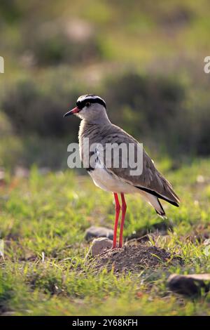 Lapwing coronato (Vanellus coronatus) adulto, vigile, foraggiatore, Parco Nazionale Mountain Zebra, Sudafrica, Africa Foto Stock