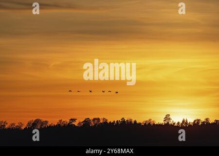 Stormo di gru comuni (Grus grus) che volano sopra la foresta in sagoma al tramonto Foto Stock