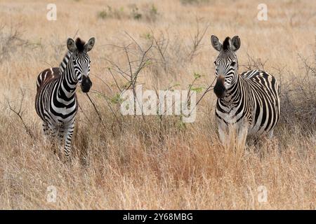 Zebra di Burchell (Equus quagga burchelli), zebra di Burchell, adulto, due animali, foraggio, Kruger National Park, Kruger National Park, Kruger National Park Foto Stock