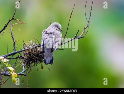 Una colomba a terra (Columbina cruziana) arroccata su un ramo. Perù, Sud America. Foto Stock