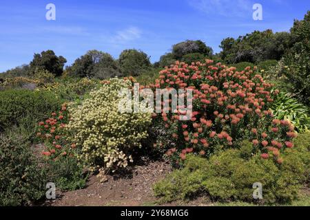 Giardino botanico Kirstenbosch, paesaggio con pincushion protea (Protea Leucospermum cordifolium), in primavera, in fiore, città del Capo, Sudafrica, fric Foto Stock