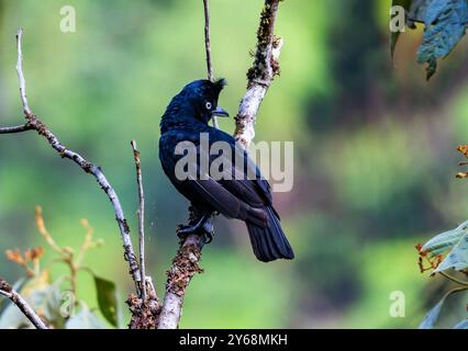Un Umbrellabird amazzonico (Cephalopterus ornatus) arroccato su un ramo. Perù, Sud America. Foto Stock