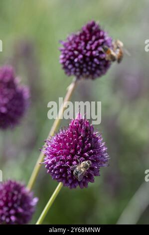 Api mellifere (Apis) su porri a testa tonda (Allium sphaerocephalon), Baviera, Germania, Europa Foto Stock