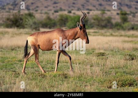 Alcelafo rosso (Alcelaphus buselaphus caama), Kaama, adulto, corsa, foraggio, Alert, Mountain Zebra National Park, Capo Orientale, Sudafrica, Africa Foto Stock