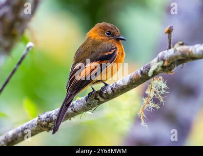 Un Flycatcher alla cannella (Pyrhomyias cinnamomeus) arroccato su un ramo. Perù, Sud America. Foto Stock