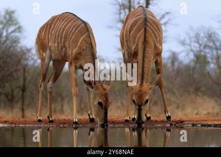 Nyala (Tragelaphus angasii), adulto, femmina, due femmine, bere, all'acqua, il Parco Nazionale di Kruger, il Parco Nazionale di Kruger, il Parco Nazionale di Kruger Sout Foto Stock