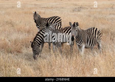 Zebra di Burchell (Equus quagga burchelli), zebra di Burchell, adulto, gruppo, alimentazione, Foraging, Kruger National Park, Kruger National Park, Kruger Natio Foto Stock