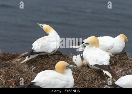 Nidificazione di gannetti (Morus bassanus) sulle scogliere di arenaria rossa dell'isola al largo di Helgoland, nutrendo un giovane uccello, piumaggio, becco, scogliera Foto Stock