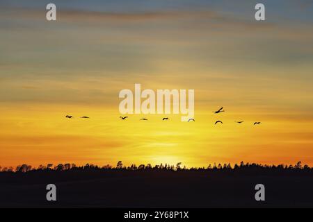 Stormo di gru comuni (Grus Grus) che volano sopra una foresta in silhouette su un cielo colorato al tramonto Foto Stock