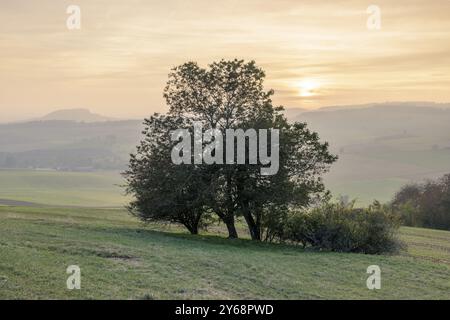 Un albero su una collina al tramonto, circondato da foschia serale e colori tenui, Bisberg, Watterdingen, Hegau, regione del lago di Costanza, Baden-Wuerttemberg, germe Foto Stock