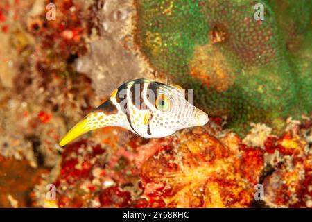 Indonesia, Raja Ampat, Valentinni's Sharpnose Puffer (Canthigaster valentini) Foto Stock