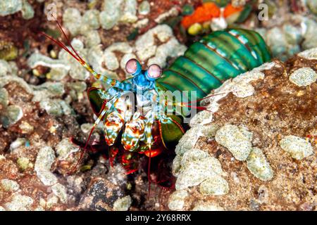 Indonesia, Raja Ampat, gamberi di pavone (Odontodactylus scyllarus) Foto Stock