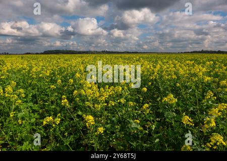 Campo in fiore di senape bianca sotto un cielo blu con nuvole Foto Stock