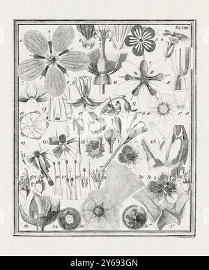 Illustrazione botanica di fiori da un libro tedesco pubblicato nel 1793. Descrizione dettagliata della struttura floreale e del processo di fecondazione, con g Foto Stock