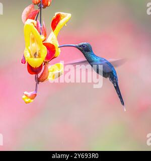 Il maschio eremita verde (Phaethornis Guy) è un grande colibrì che è un allevatore residente dal sud dell'America centrale (Costa Rica e Panama) da sud a n Foto Stock