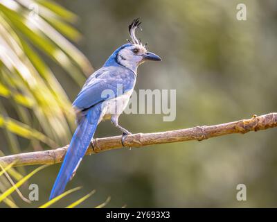 Il magpie-jay dalla gola bianca (Calocitta formosa) è una grande specie dell'America centrale di magpie-jay. Si estende nella foresta di spinte del Pacifico da Jalisco, Foto Stock