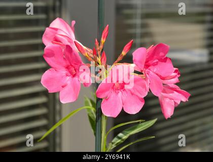 Nerium oleander o rosebay giovane pianta fiorita con fiori rossi dettaglio ravvicinato Foto Stock