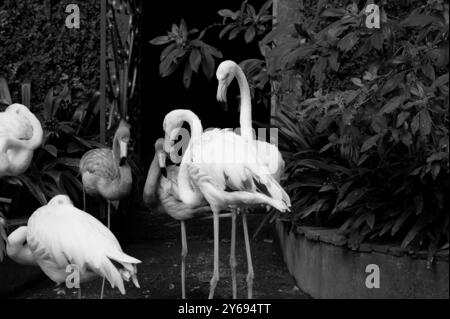 Monocromatico di fenicotteri che si riuniscono in un angolo tranquillo dei giardini del palazzo monte Foto Stock
