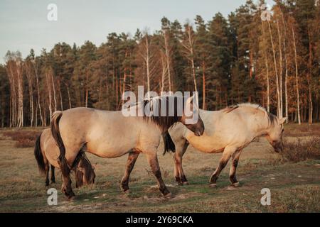 Gruppo di tre cavalli semi-selvatici Konik polski nel Parco naturale del lago Engure, Lettonia Foto Stock