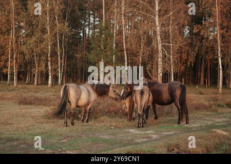 Gruppo di quattro cavalli semi-selvatici Konik polski nel Parco naturale del lago Engure, Lettonia Foto Stock