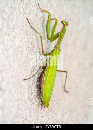 Foto ravvicinata di Praying mantis che strisciano su un muro bianco Foto Stock