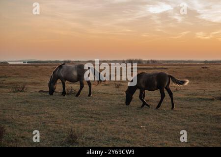 Cavalli semi-selvatici Konik polski al Parco naturale del lago Engure, Lettonia Foto Stock