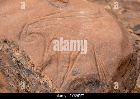 petroglyph, ungulato preistorico, deposito roccioso di Aint Ouazik, tardo Neolitico, Marocco, Africa. Foto Stock