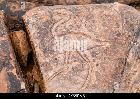 petroglyph di uno struzzo, Ait Ouazik deposito rock, fine Neolitico, Marocco, Africa. Foto Stock