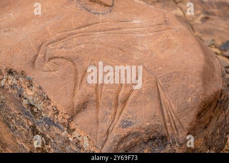 petroglyph, ungulato preistorico, deposito roccioso di Aint Ouazik, tardo Neolitico, Marocco, Africa. Foto Stock