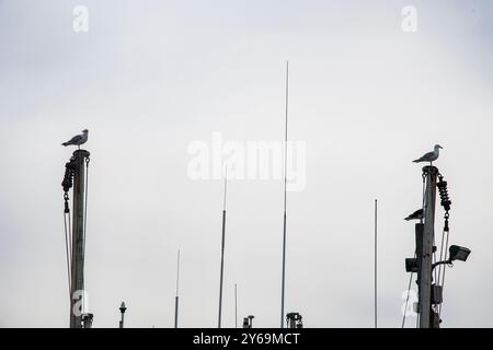 Gabbiani arroccati su pali di legno a Port de grave, Terranova e Labrador, Canada Foto Stock